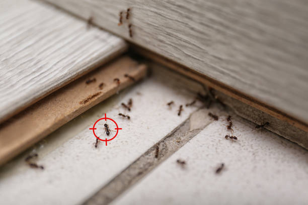 Best Commercial Pest Control Services  in Manhattan Beach, CA