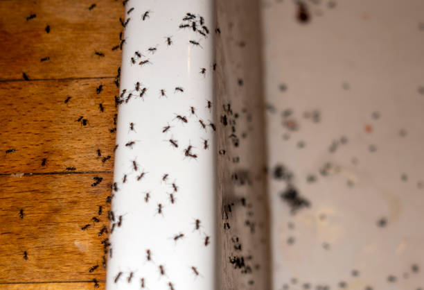 Best Wasp Removal Services  in Manhattan Beach, CA