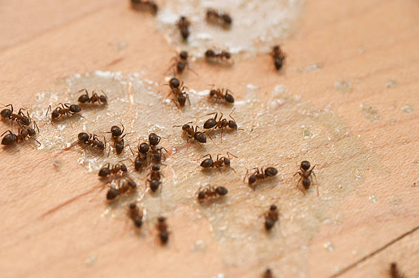 Best Pest Removal Services  in Manhattan Beach, CA